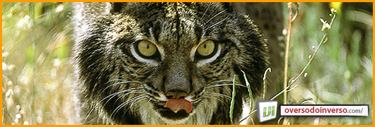 lince1