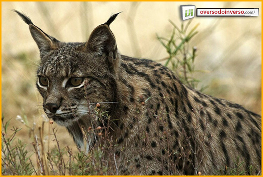 lince2