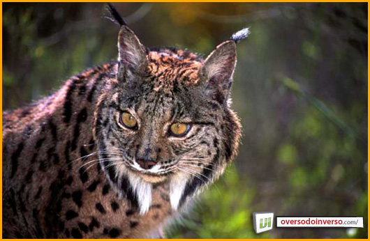lince5