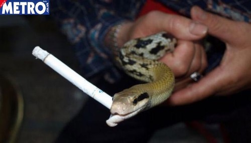 Cobra viciada em nicotina