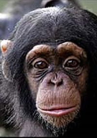 Filhotes fêmeas de chimpanzés parecem tratar pedaços de pau como bonecas, carregando-os até terem seus próprios filhotes