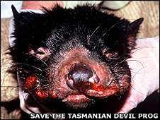 Diabo-da-Tasmânia