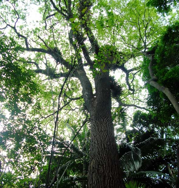 Localizada no trecho mais bem preservado do Parque Trianon ou Siqueira Campos, a jequitibá-rosa (Cariniana estrellensis) deve ter mais de 200 anos de idade: http://abr.io/4fc2