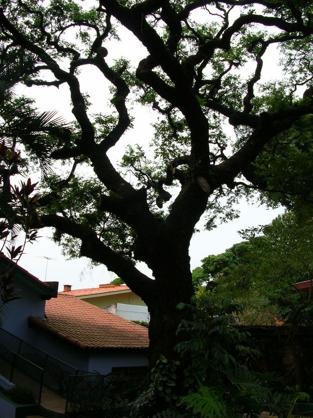 Comum na região de Mata Atlântica que recobria boa parte de Santo Amaro até as margens do Rio Pinheiros, essa centenária e bela copaíba (Copaifera langsdorffii) possui copa e tronco de grandes proporções e reside, atualmente, no meio de uma escola na Zona Sul de São Paulo, acompanhada de outras árvores remanescentes do bioma. De acordo com a SOS Mata Atlântica, trata-se de um patrimônio ambiental da metrópole, cuja importância deveria ser mais divulgada: http://abr.io/4fc2