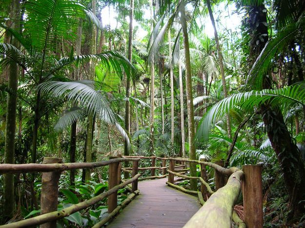 Na cidade de São Paulo, o palmito jussara ocorria em abundância antes da urbanização, mas foi desaparecendo até quase chegar à extinção local por conta da procura por seu palmito para a culinária e, também, por ser usada como material de construção. Esse palmital do Jardim Botânico fica localizado em volta da nascente de um dos afluentes do histórico Rio Ipiranga: http://abr.io/4fc2