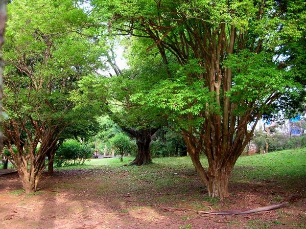 No século 19, haviam até competições pelas jabuticabeiras mais doces e produtivas da região. Atualmente, poucos são os quintais que possuem uma árvore adulta centenária dessa espécie. No Parque do Pico do Jaraguá, está, possivelmente, o último pomar colonial da metrópole, junto à Casa Bandeirista de Afonso Sardinha, do século 17, com jabuticabeiras e outras frutíferas nativas centenárias, que apresentam o formato típico da espécie quando ela já possui idade avançada: http://abr.io/4fc2